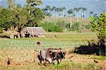 Ein Bauer sein Feld mit Ochsen, UNESCO Weltkulturerbe, Tal von Vinales, Kuba, Karibik, Caribbean, Mittelamerika Pflügen