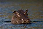 Nilpferd, Lunga River, Kafue-Nationalpark, Sambia, Afrika