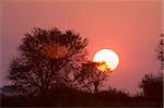 Sunrise, Busanga Plains, Kafue-Nationalpark, Sambia, Afrika