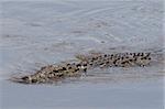 Crocodile du Nil (Crocodilus niloticus), Masai Mara, Kenya, Afrique de l'est, Afrique