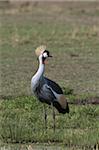 Grey-crowned crane (Balearica regulorum), Masai Mara, Kenya, East Africa, Africa