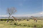Masai girafe (Giraffa camelopardalis), Masai Mara, Kenya, Afrique de l'est, Afrique