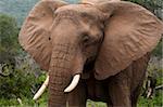 Éléphant (Loxodonta africana), Kariega Game Reserve, Afrique du Sud, Afrique