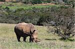 White rhinoceros (Caratotherium simum), Kariega Game Reserve, Afrique du Sud, Afrique