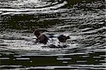 Flusspferd (Hippopotamus Amphibius), Kariega Game Reserve, Südafrika, Afrika