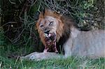 Lion (Panthera leo) manger un gnou, Kariega Game Reserve, Afrique du Sud, Afrique