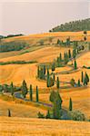 Cyprès le long de la route en milieu rural près de Pienza, Val d'Orica, province de Sienne, Toscane, Italie, Europe