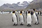 Pingouins (Aptenodytes patagonicus), le roi Gold Harbour, Géorgie du Sud, Antarctique, régions polaires