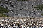 King penguin colony (Aptenodytes patagonicus), Salisbury Plain, South Georgia, Antarctic, Polar Regions