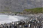 Colony of king penguins (Aptenodytes patagonicus), Gold Harbour, South Georgia, Antarctic, Polar Regions