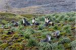 Otarie à fourrure Antarctique (Arctocephalus gazella), île de Husvik, Antarctique, régions polaires