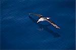 Royal albatross (Diomedea epomophora), Southern Ocean, Antarctic, Polar Regions