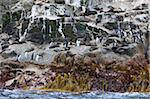 New Zealand fur seals and erect-crested penguins, Bounty Island, Sub-Antarctic, Polar Regions