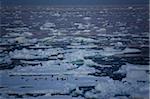 Adelie penguins (Pygoscelis adeliae) on an ice floe at midnight, Southern Ocean, Antarctic, Polar Regions