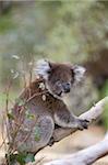 Koala (Phascolarctos cinereus), dans un arbre d'eucalyptus, Parc National de Yanchep, Pacific West Australia, Australie