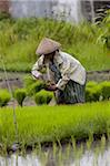 Farmer et le riz des cultures, Kerobokan, Bali (Indonésie), l'Asie du sud-est, Asie