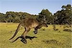 Kangaroo Island graue Känguru (Macropus Fuliginosus), Flinders Chase Nationalpark, Kangaroo Island, South Australia, Australien, Pazifik