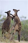 Kangourous gris de Kangaroo Island (Macropus fuliginosus), Lathami Conservation Park, Kangaroo Island, Australie-méridionale, Australie, Pacifique