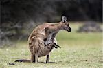 Kangaroo Island grey kangaroo (Macropus fuliginosus) avec joey dans la poche, Kelly Hill Conservation, Kangaroo Island, Australie-méridionale, Australie, Pacifique