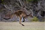 Kangaroo Island grey kangaroo (Macropus fuliginosus), Kelly Hill Conservation, Kangaroo Island, South Australia, Australia, Pacific