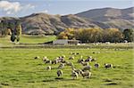 Schafe auf Ackerland in der Nähe von Tarras, Otago, Südinsel, Neuseeland, Pazifik