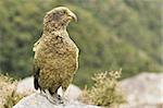 Kea (Nestor notabilis), Pass d'Arthur, Canterbury haut pays, South Island, Nouvelle-Zélande, Pacifique