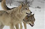 Two Gray Wolves (Canis lupus) in the snow in captivity, near Bozeman, Montana, United States of America, North America