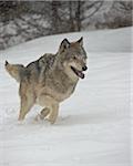 Gray Wolf (Canis lupus) running in the snow in captivity, near Bozeman, Montana, United States of America, North America