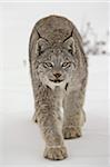 Lynx du Canada (Lynx canadensis) dans la neige en captivité, près de Bozeman, Montana, États-Unis d'Amérique, l'Amérique du Nord