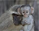 Vervet Monkey (Chlorocebus aethiops) enfant et mère, Kruger National Park, Afrique du Sud, Afrique