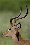 Male Impala (Aepyceros melampus) with a Red-Billed Oxpecker (Buphagus erythrorhynchus), Kruger National Park, South Africa, Africa