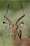 Male Impala (Aepyceros melampus) with a Red-Billed Oxpecker (Buphagus erythrorhynchus), Kruger National Park, South Africa, Africa