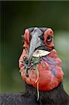 Südlicher Hornrabe (Ground Hornbill) (Bucorvus Leadbeateri) mit Beute, Krüger Nationalpark, Südafrika, Afrika