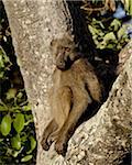 Chacma babouins (Papio ursinus) dans un arbre, Kruger National Park, Afrique du Sud, Afrique