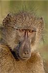 Chacma Baboon (Papio ursinus), Kruger National Park, South Africa, Africa