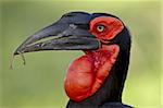 Südlicher Hornrabe (Ground Hornbill) (Bucorvus Leadbeateri), Krüger Nationalpark, Südafrika, Afrika