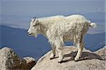 Bergziege (Oreamnos Americanus), Mount Evans, Colorado, Vereinigte Staaten von Amerika, Nordamerika