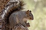 Écureuil gris de l'Arizona (Sciurus arizonensis), Madera Canyon, Coronado National Forest, Arizona, États-Unis d'Amérique, l'Amérique du Nord