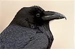 Gemeinsame Rabe (Corvus Corax), Petrified Forest National Park, Arizona, Vereinigte Staaten von Amerika, Nordamerika