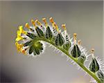 Rancher's Fireweed (Devil's Lettuce) (Common Fiddleneck) (Rancher's Fiddleneck) (Amsinckia menziesii var. intermedia), Organ Pipe Cactus National Monument, Arizona, United States of America, North America