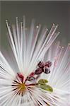 Fee Duster (Calliandra Eriophylla), Organ Pipe Cactus National Monument, Arizona, Vereinigte Staaten, Nordamerika