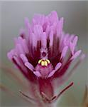 Lila Eule 's Clover (hervorstehend Indian Paintbrush) (Escobita) (Castilleja exserta Bromelien), Organ Pipe Cactus National Monument, Arizona, USA, Nordamerika