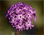 Desert Sand Verbena (Abronia villosa), parc d'état de Anza-Borrego Desert, California, États-Unis d'Amérique, Amérique du Nord