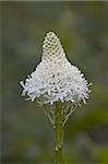 Bear Grass (Indian Basket Grass) (Xerophyllum tenax), Glacier National Park, Montana, United States of America, North America
