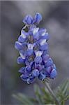 Miniature Lupine (Lupinus bicolor), Shoshone National Forest, Wyoming, United States of America, North America