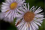 Européen (Xiphydriidae) sur une voyante Marguerite (Erigeron speciosus), Glacier National Park, Montana, États-Unis d'Amérique, l'Amérique du Nord