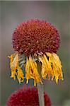 Common gaillardia (great blanketflower) (blanketflower) (brown-eyed Susan) (Gaillardia aristata) seedhead, Glacier National Park, Montana, United States of America, North America