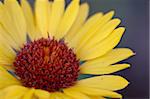 Gaillardia commun (grande Gaillarde) (Gaillarde) (brown-eyed Susan) (Gaillardia aristata), Glacier National Park, Montana, États-Unis d'Amérique, l'Amérique du Nord