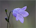 Mountain harebell (Campanula lasiocarpa), Glacier National Park, Montana, United States of America, North America