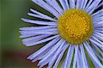 Daisy voyante (Erigeron speciosus), Glacier National Park, Montana, États-Unis d'Amérique, l'Amérique du Nord